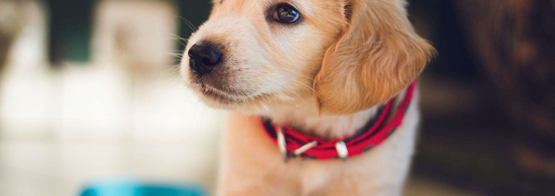 selective focus photography of short-coated brown puppy facing right side