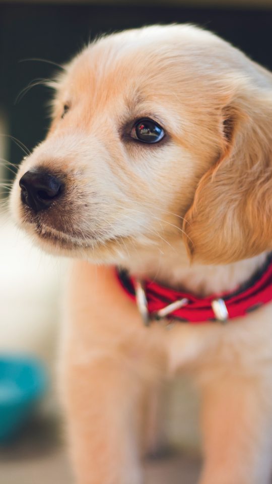 selective focus photography of short-coated brown puppy facing right side