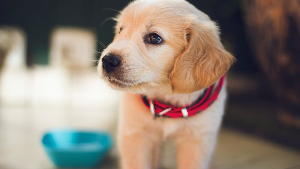 selective focus photography of short-coated brown puppy facing right side