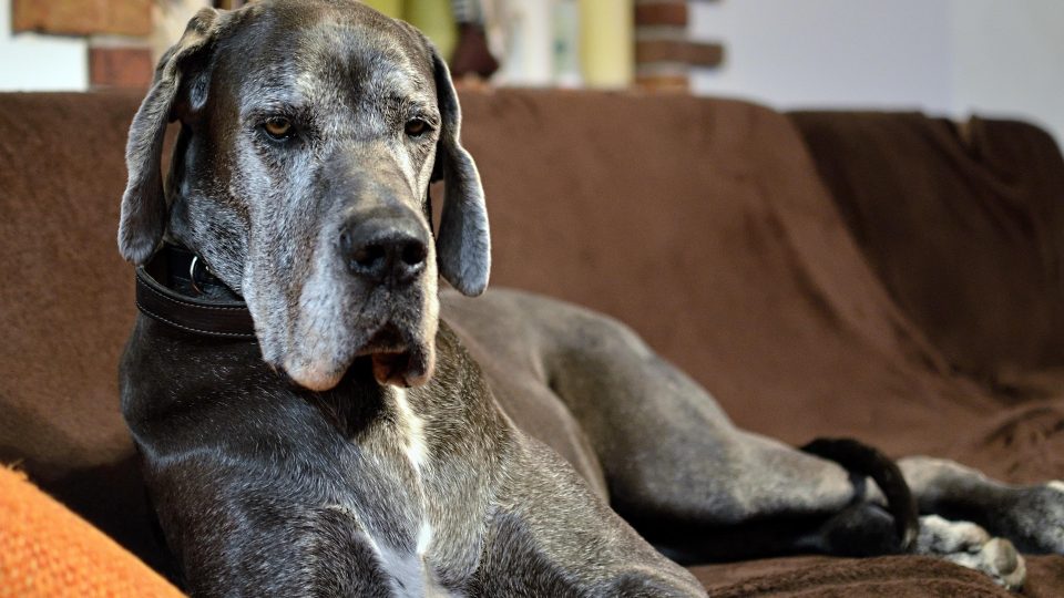a large dog laying on a brown couch at The Rushcreek